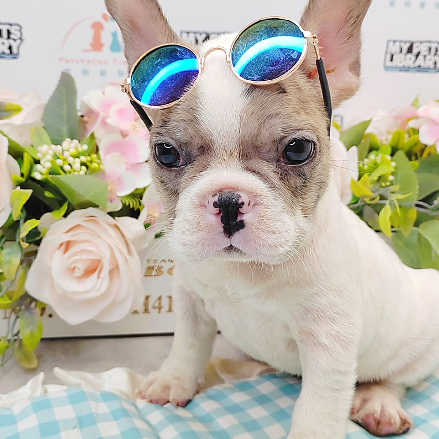 French Bulldog Puppy (Male) For Sale