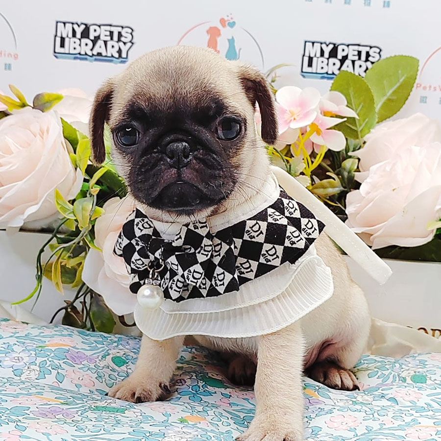 Pug Puppy (Female) For Sale