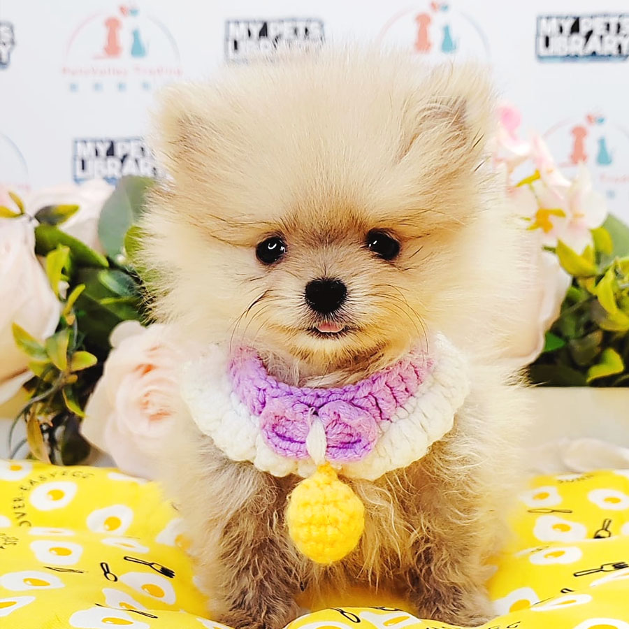 Teacup Pomeranian Puppy (Male) For Sale