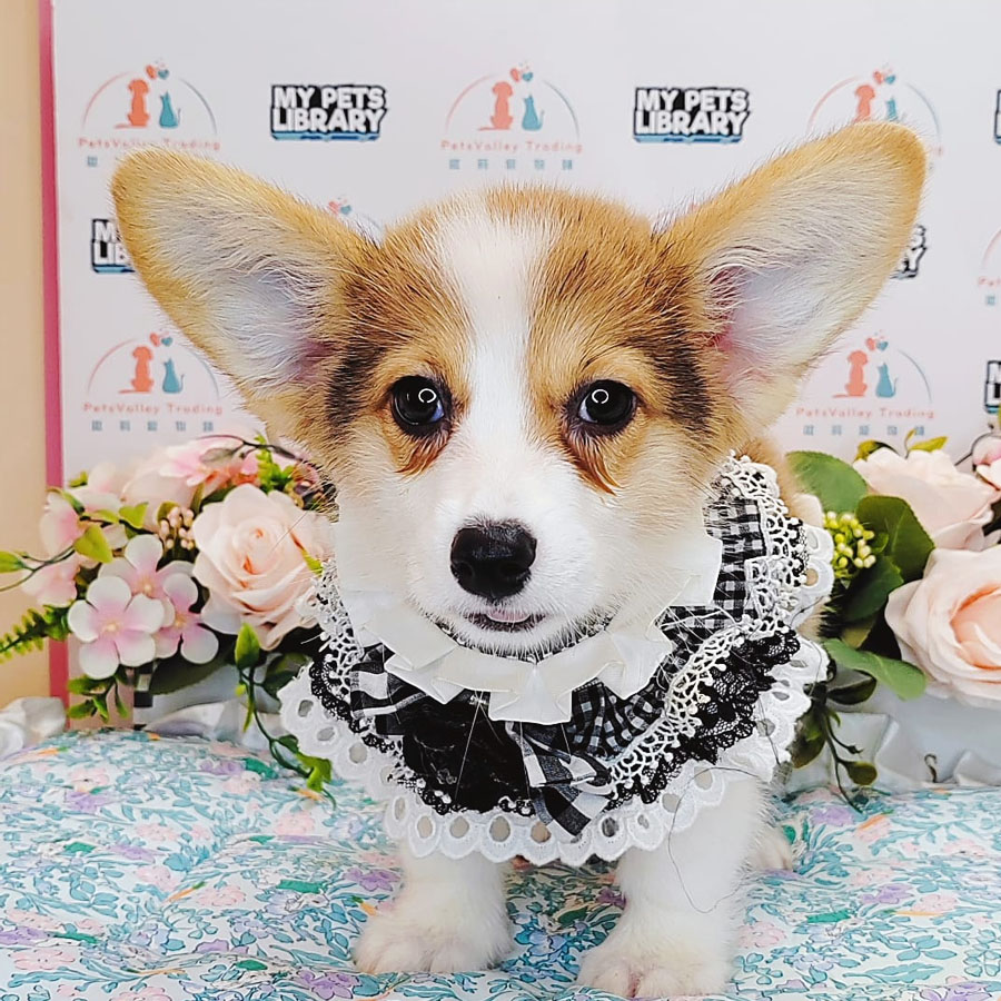 Welsh Corgi Puppy (Female) For Sale