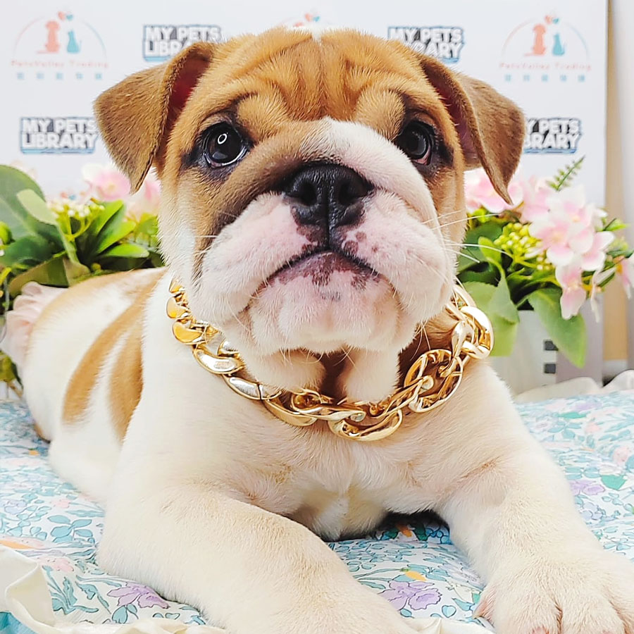 English Bulldog Puppy (Female) For Sale