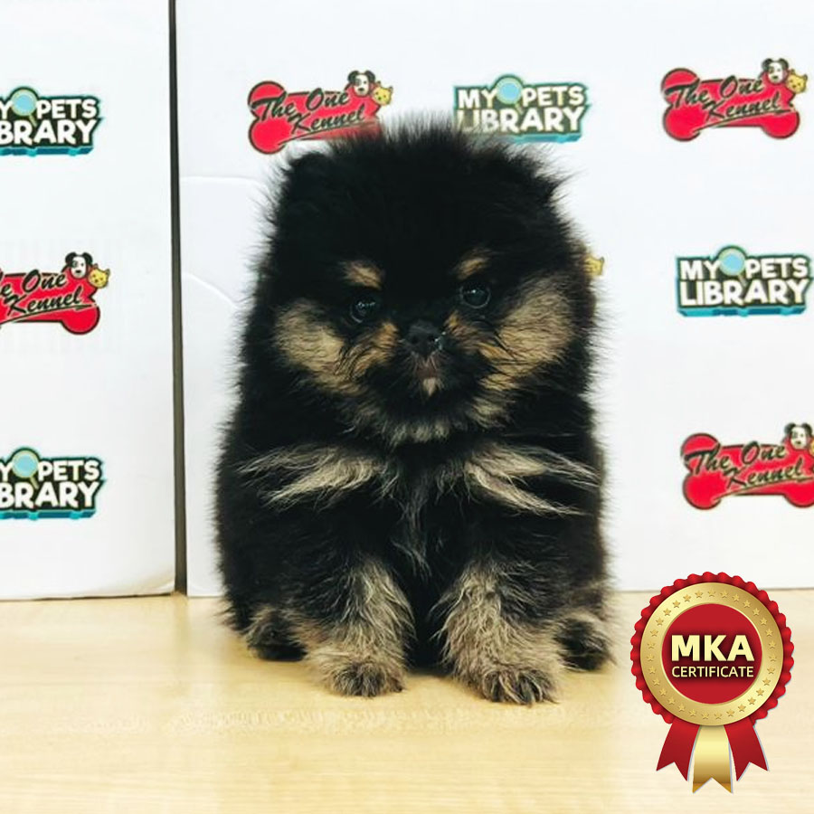 MKA Pomeranian Puppy (Female) For Sale