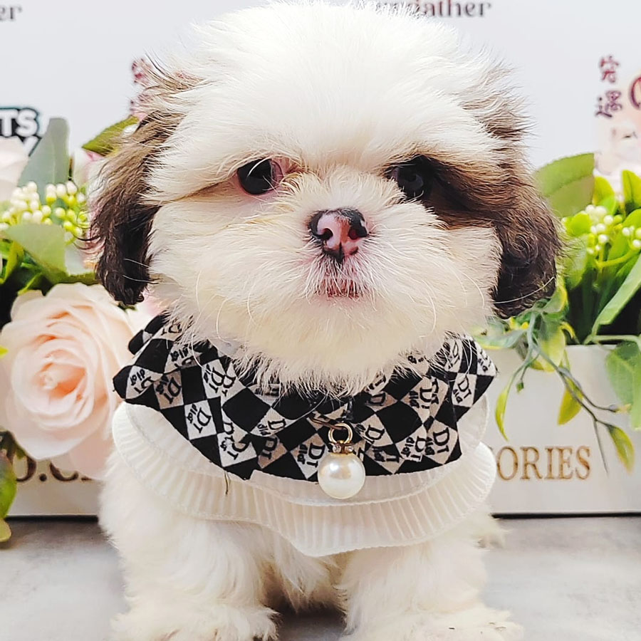 Shih Tzu Puppy (Male) For Sale
