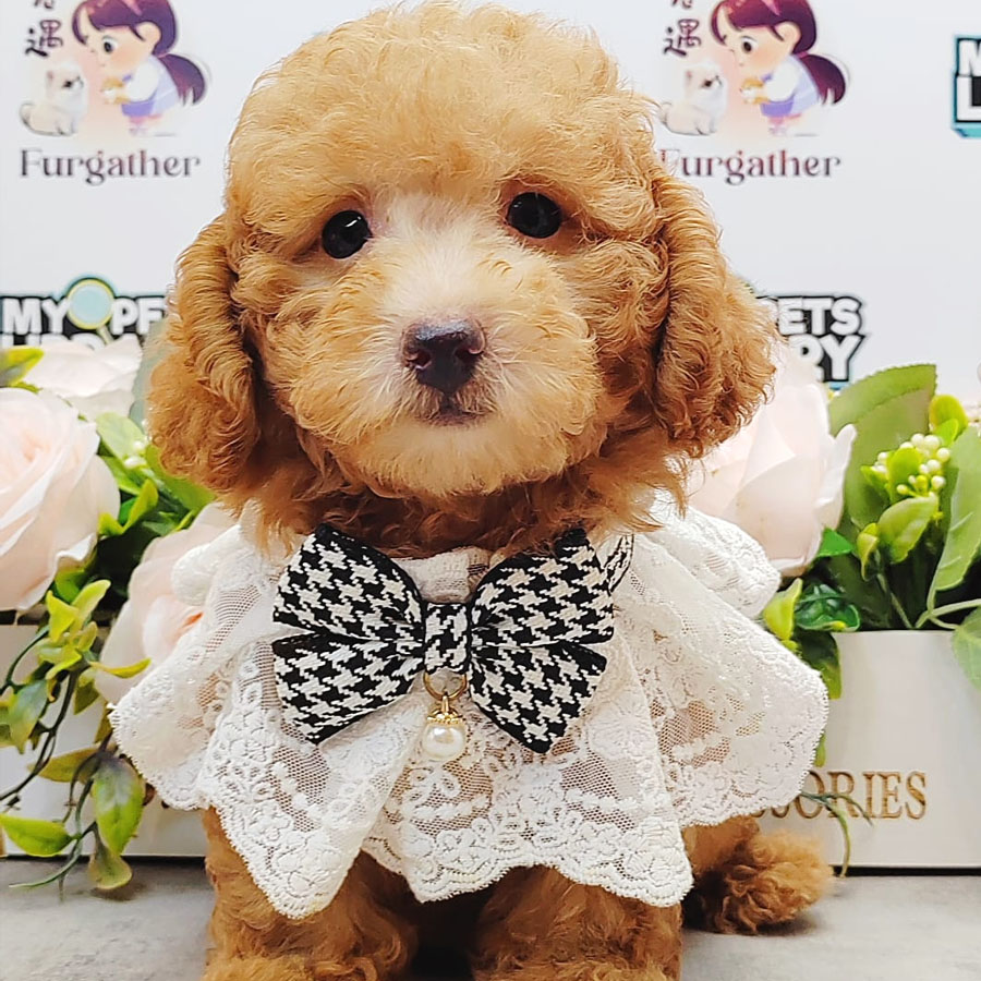 Toy Poodle Puppy (Male) For Sale