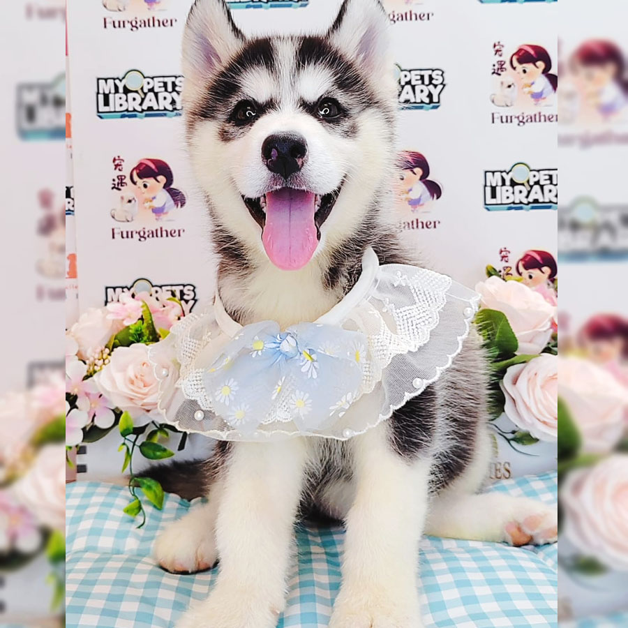 Wooly Husky Puppy (Female) For Sale