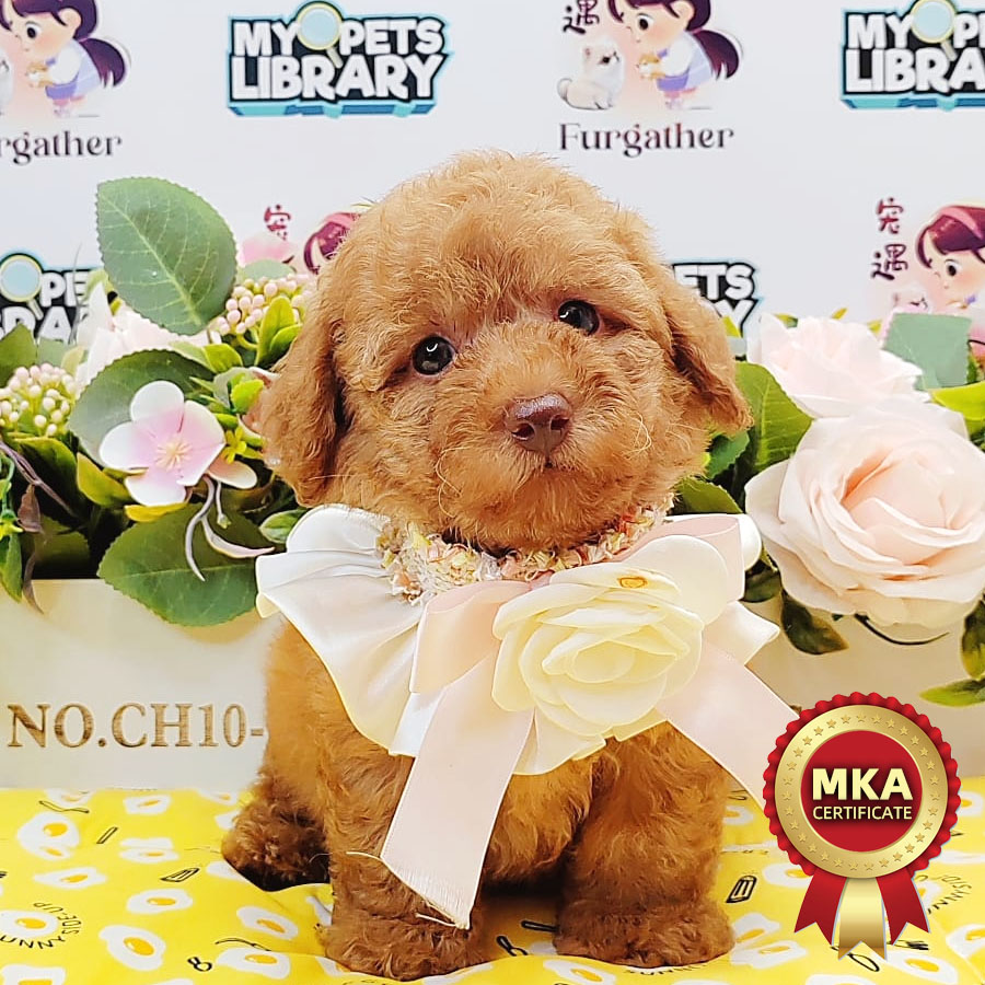 MKA Toy Poodle Puppy (Male) For Sale
