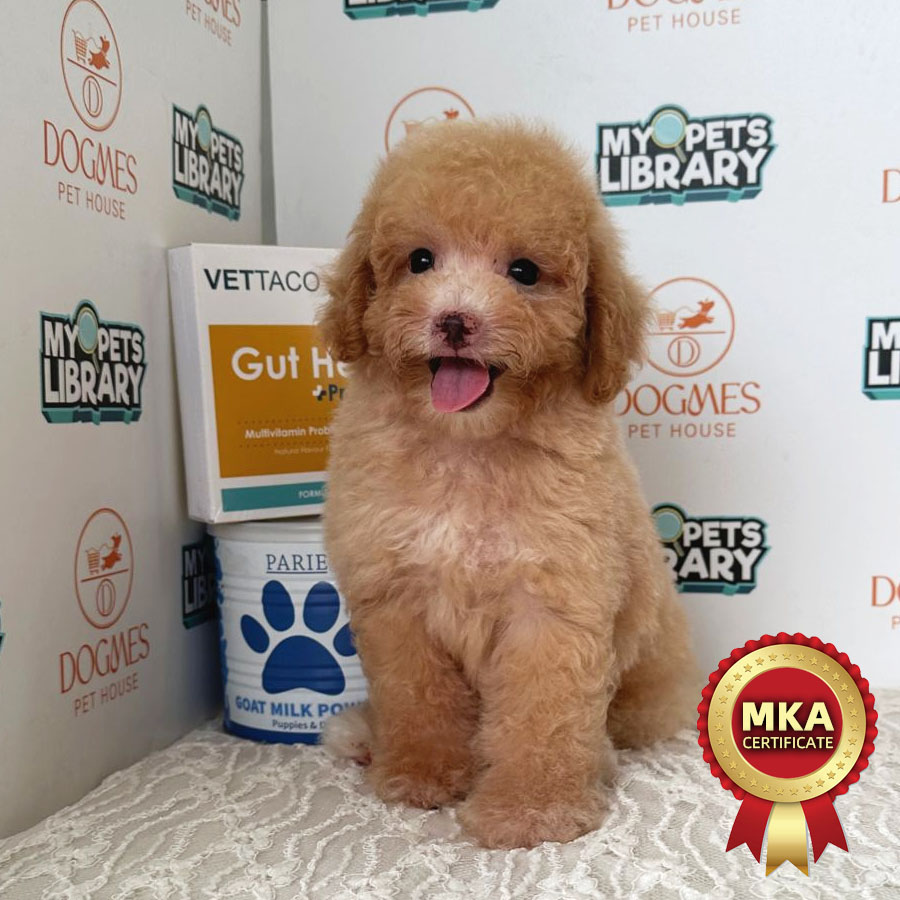 MKA Toy Poodle Puppy (Male) For Sale