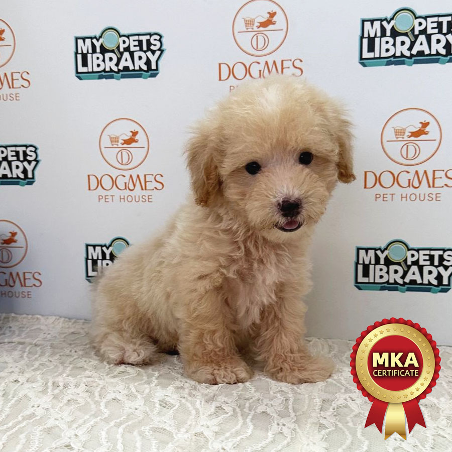 MKA Toy Poodle Puppy (Male) For Sale