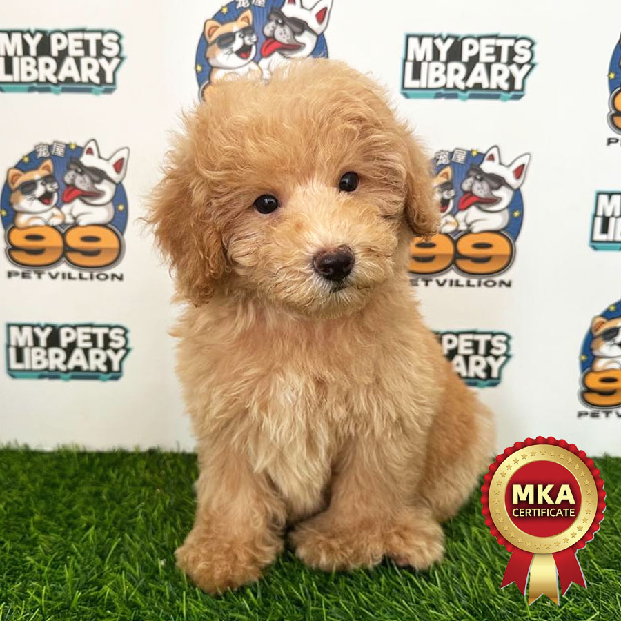 MKA Toy Poodle Puppy (Male) For Sale