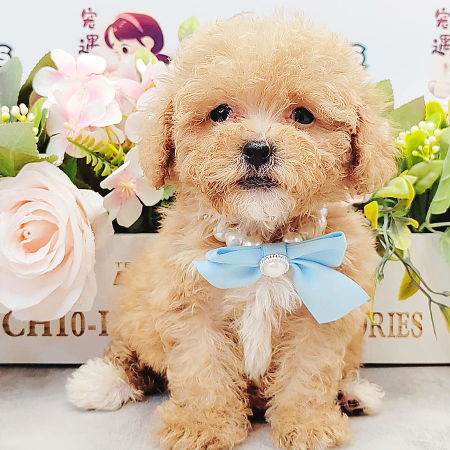 Teacup Poodle Puppy (Female) For Sale