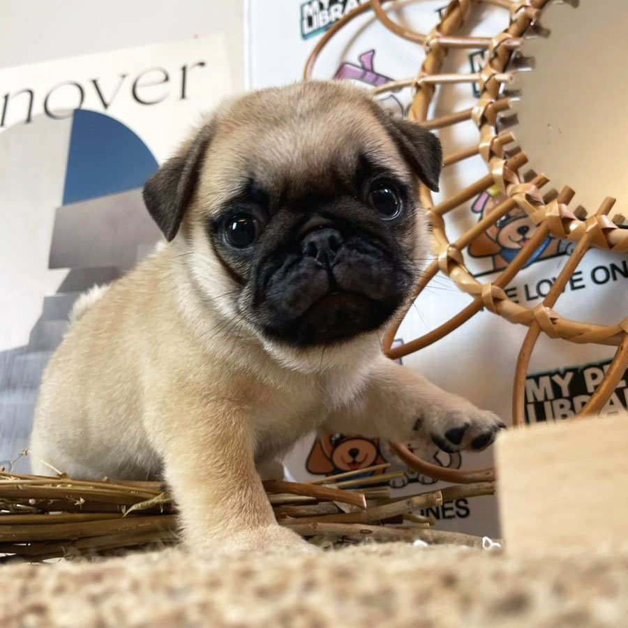 Pug Puppy (Male) For Sale