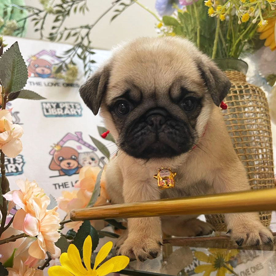Pug Puppy (Female) For Sale