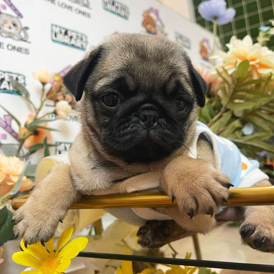 Pug Puppy (Female) For Sale