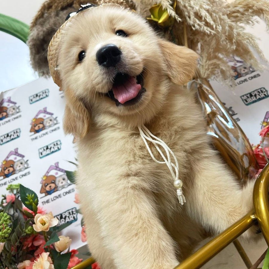 Golden Retriever Puppy (Female) For Sale