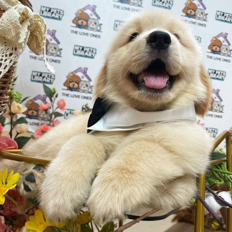 Golden Retriever Puppy (Male) For Sale