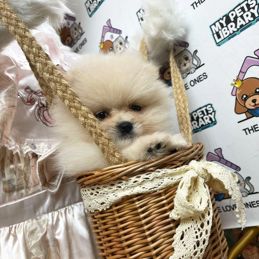 Tiny Pomeranian Puppy (Female) For Sale