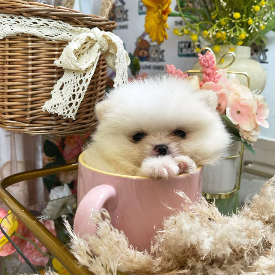 Teacup Pomeranian Puppy (Male) For Sale