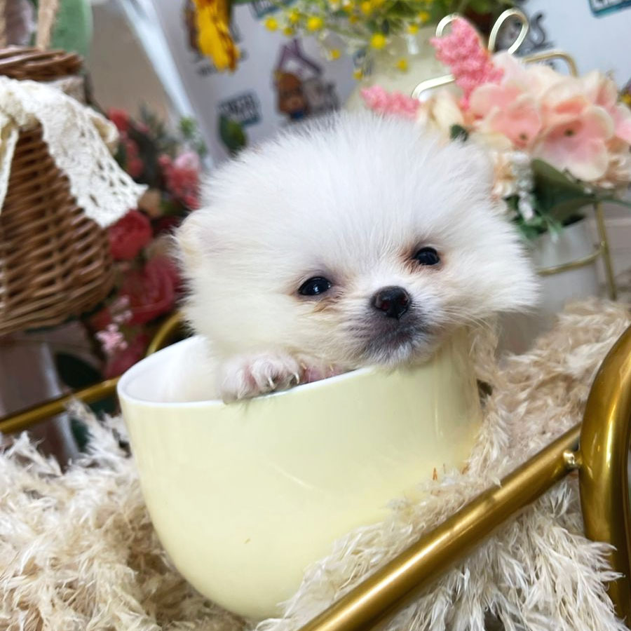 Teacup Pomeranian Puppy (Female) For Sale