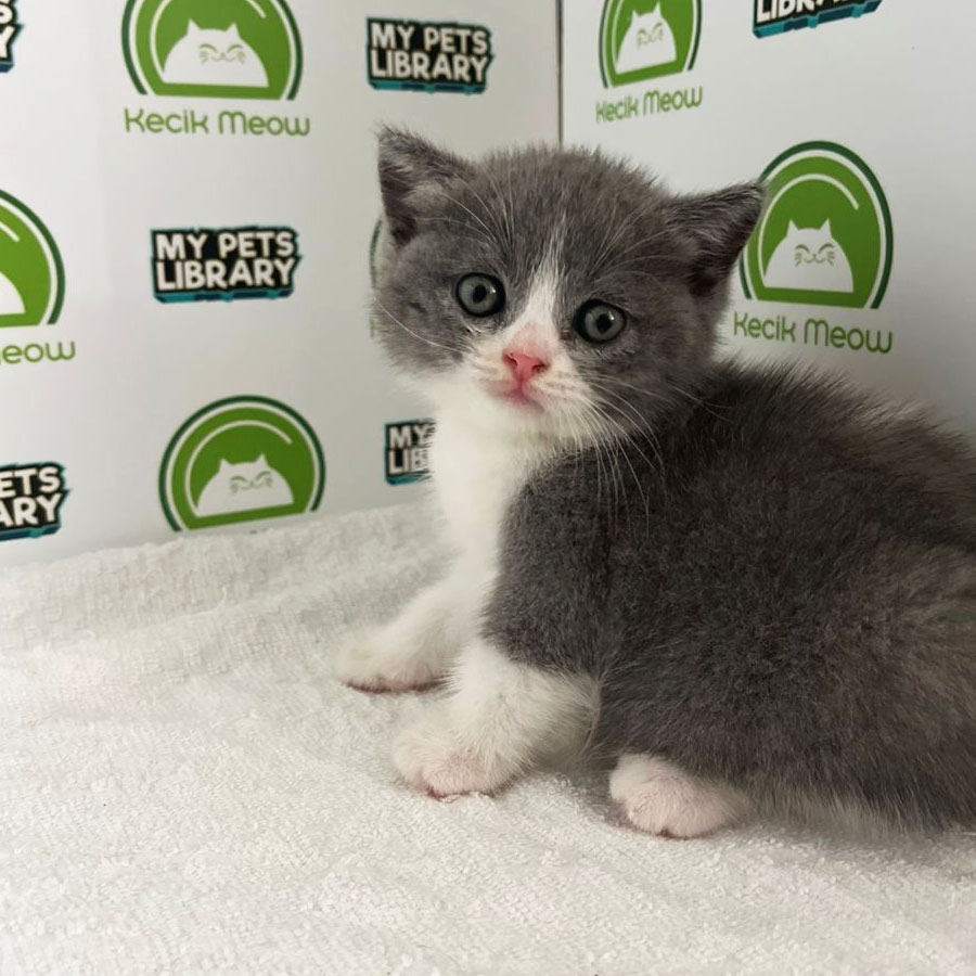 British Shorthair Kitten (Male) For Sale