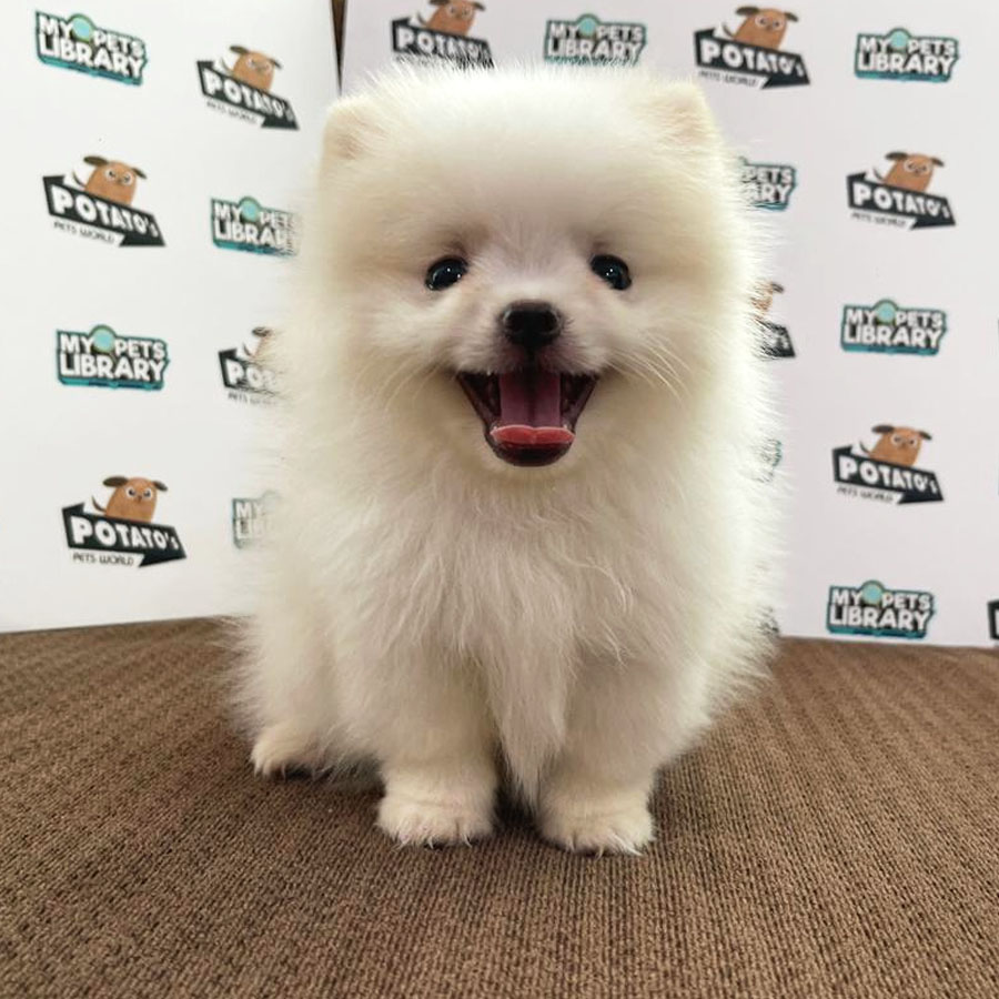 Pomeranian Puppy (Male) For Sale