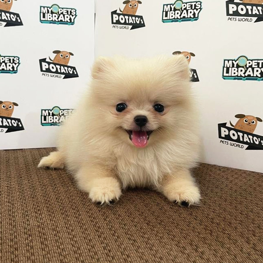Pomeranian Puppy (Female) For Sale