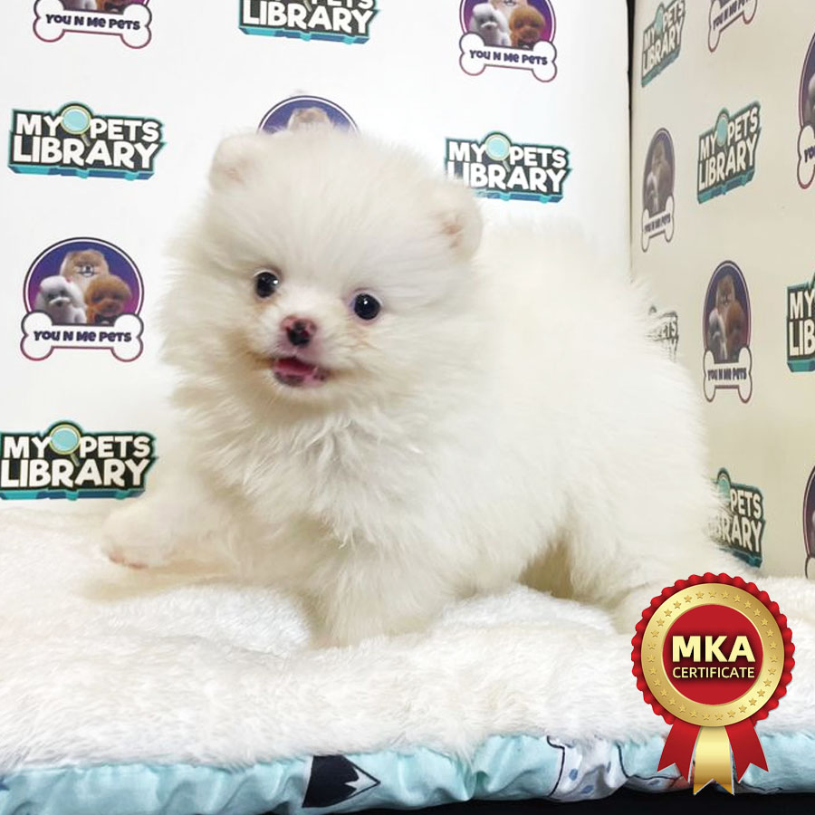 MKA Tiny Pomeranian Puppy (Female) For Sale