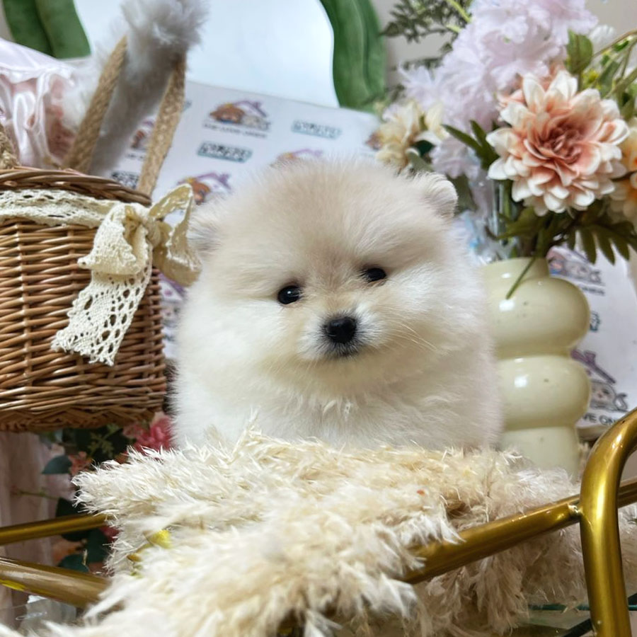 Tiny Pomeranian Puppy (Male) For Sale