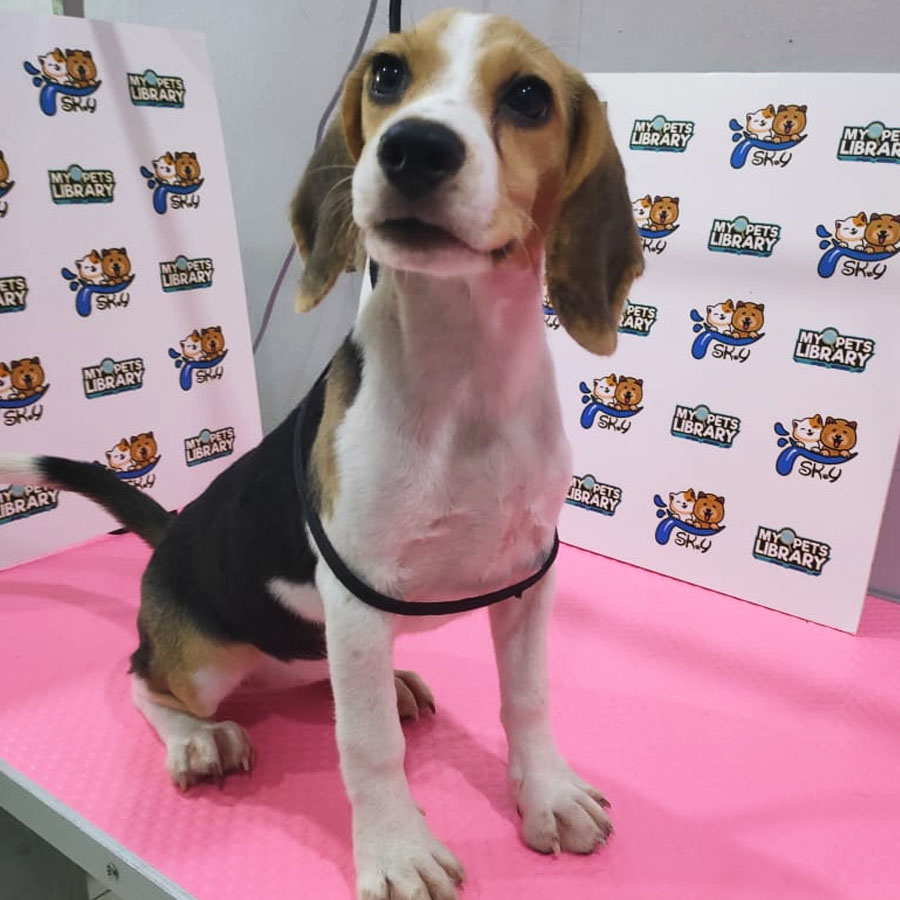 Beagle Puppy (Female) For Sale