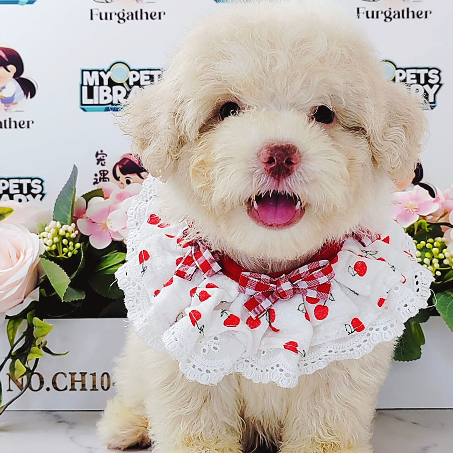 Maltipoo Puppy (Male) For Sale