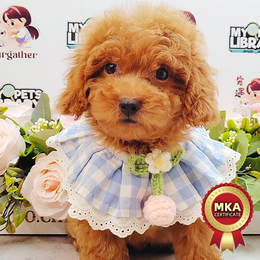 MKA Toy Poodle Puppy (Male) For Sale