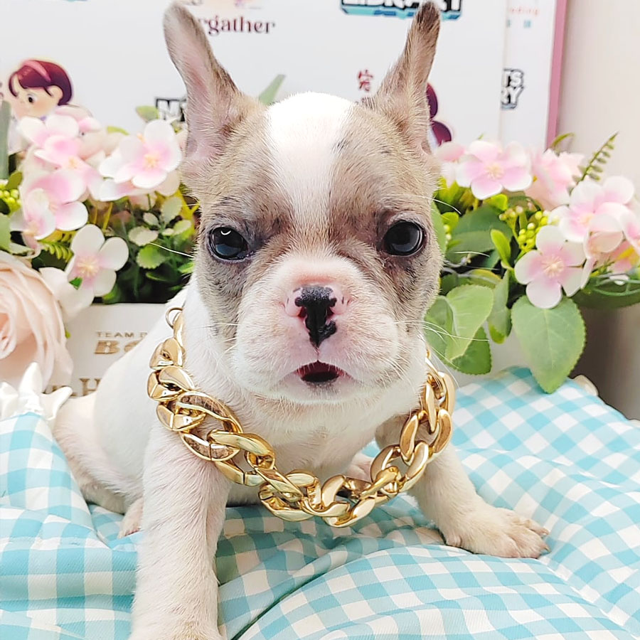 French Bulldog Puppy (Male) For Sale