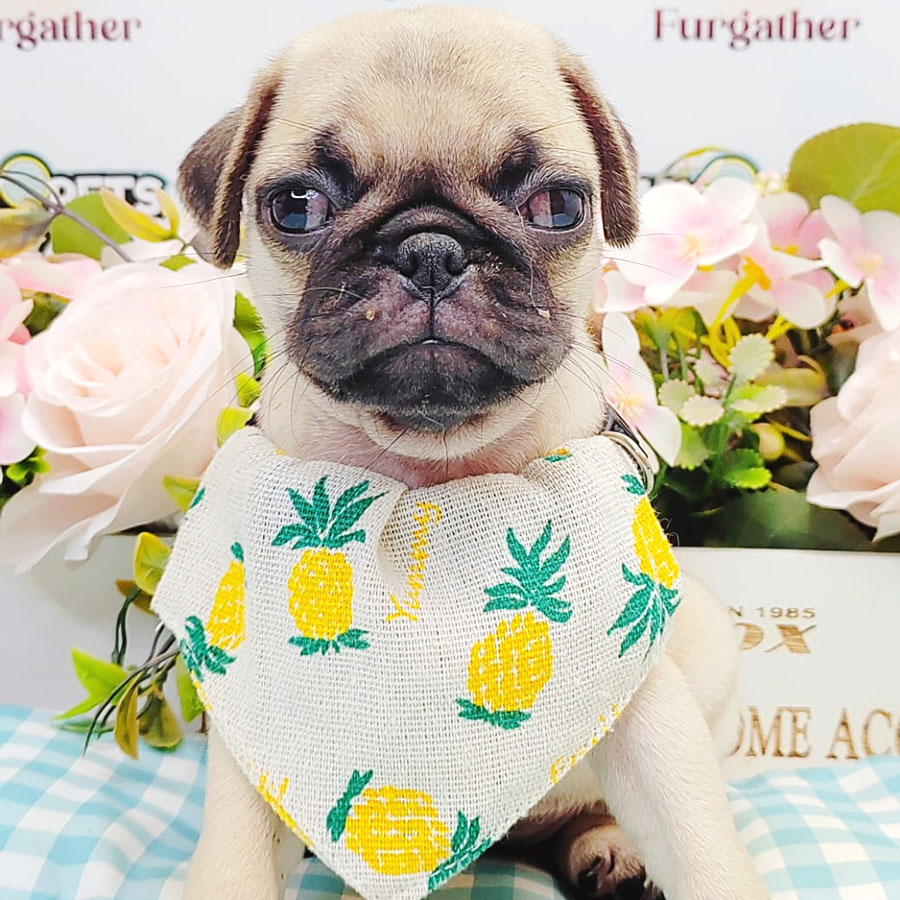 Pug Puppy (Female) For Sale