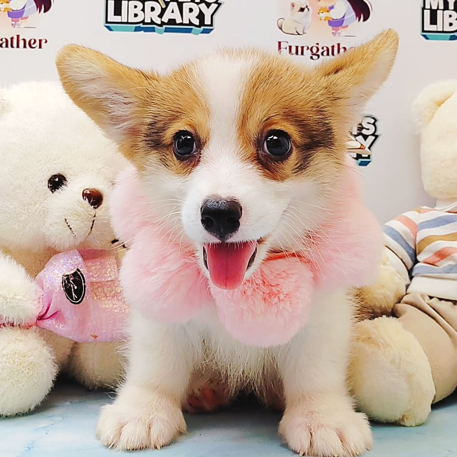 Welsh Corgi Puppy (Male) For Sale