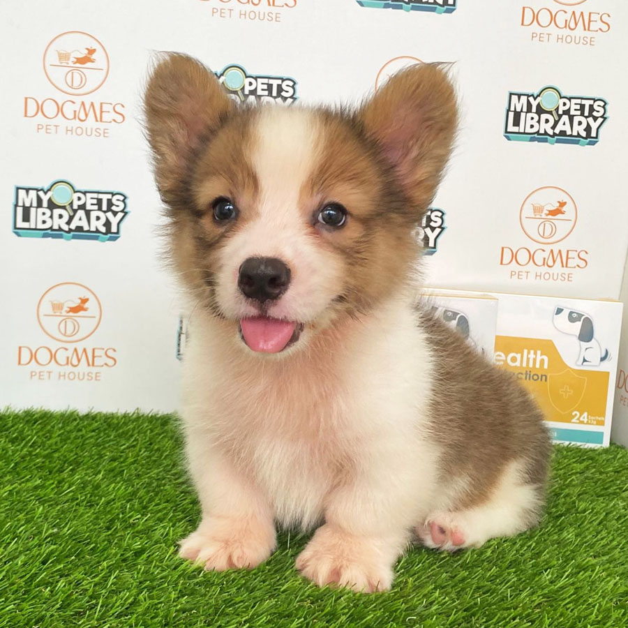 Welsh Corgi Puppy (Male) For Sale