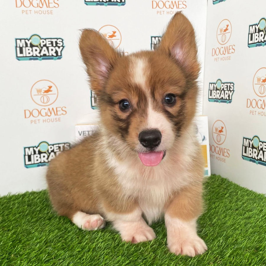Welsh Corgi Puppy (Male) For Sale