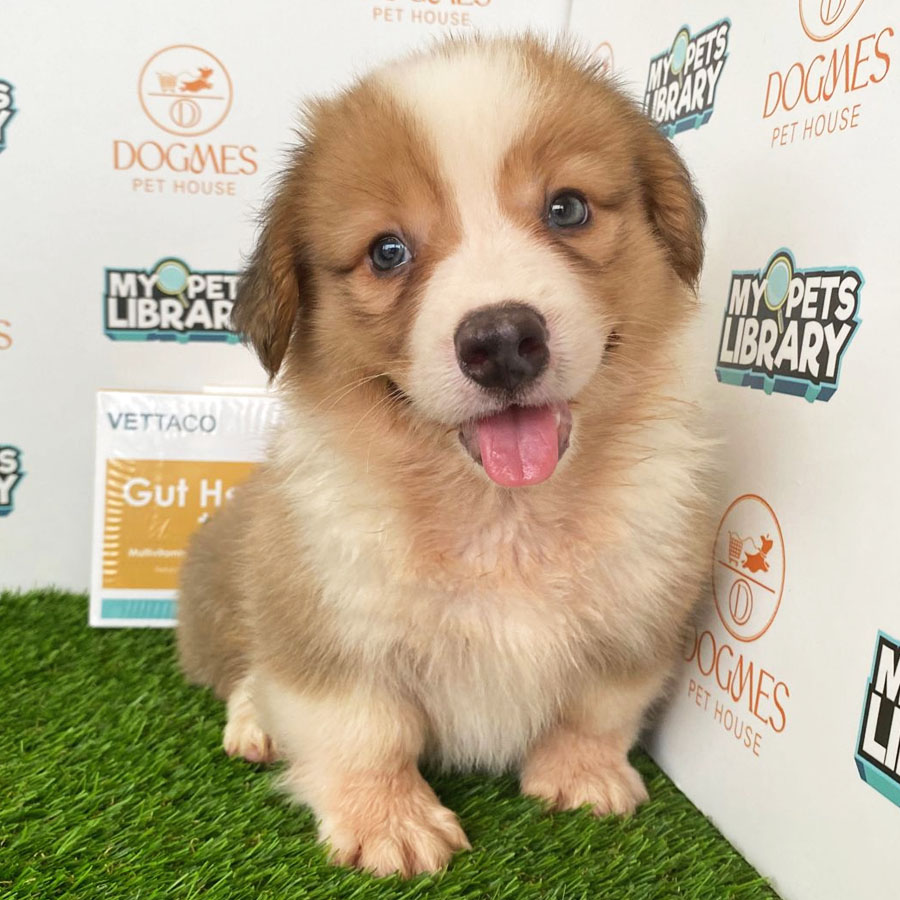Welsh Corgi Puppy (Male) For Sale