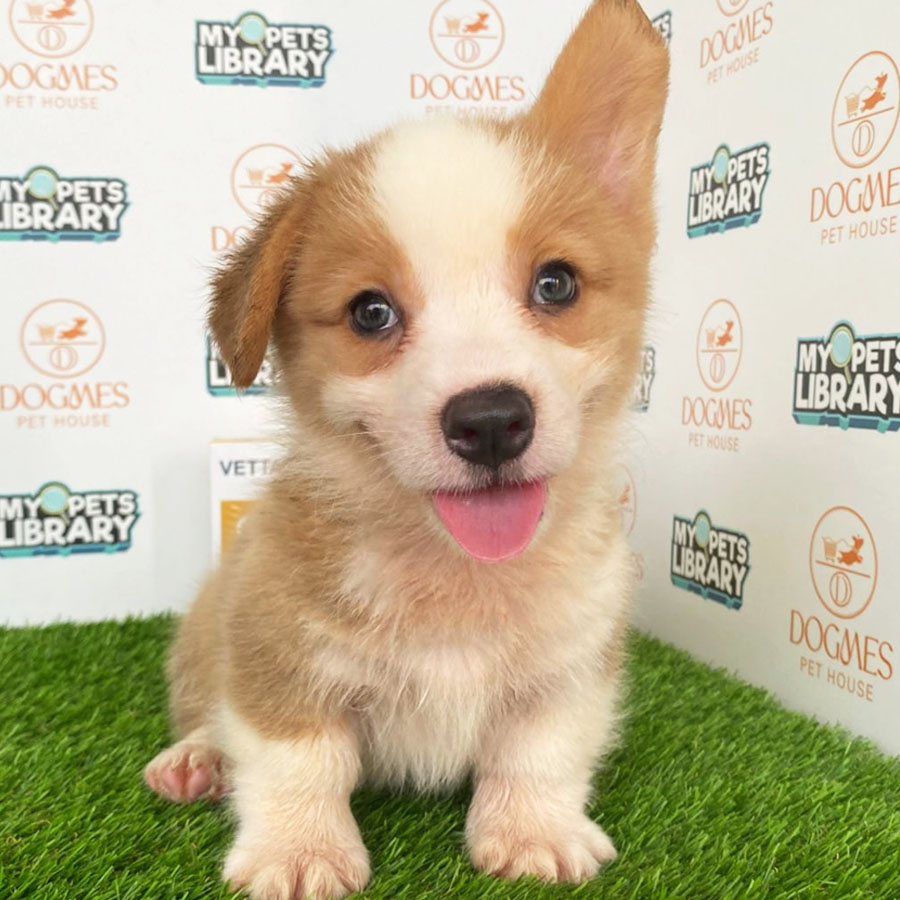 Welsh Corgi Puppy (Male) For Sale