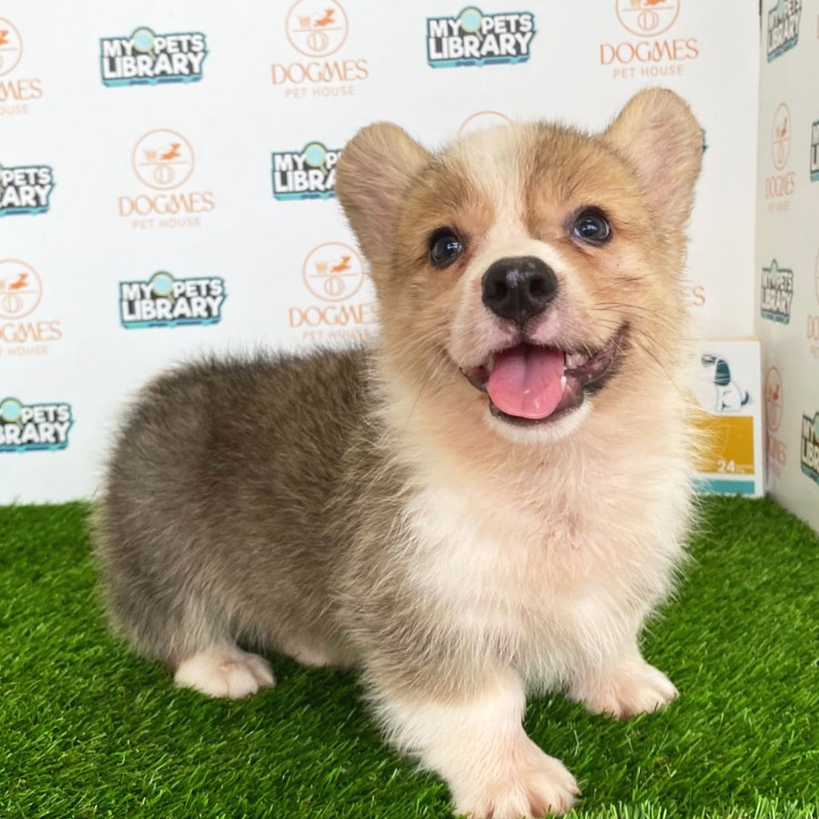 Welsh Corgi Puppy (Male) For Sale