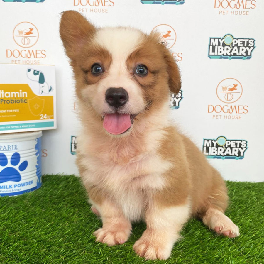 Welsh Corgi Puppy (Female) For Sale