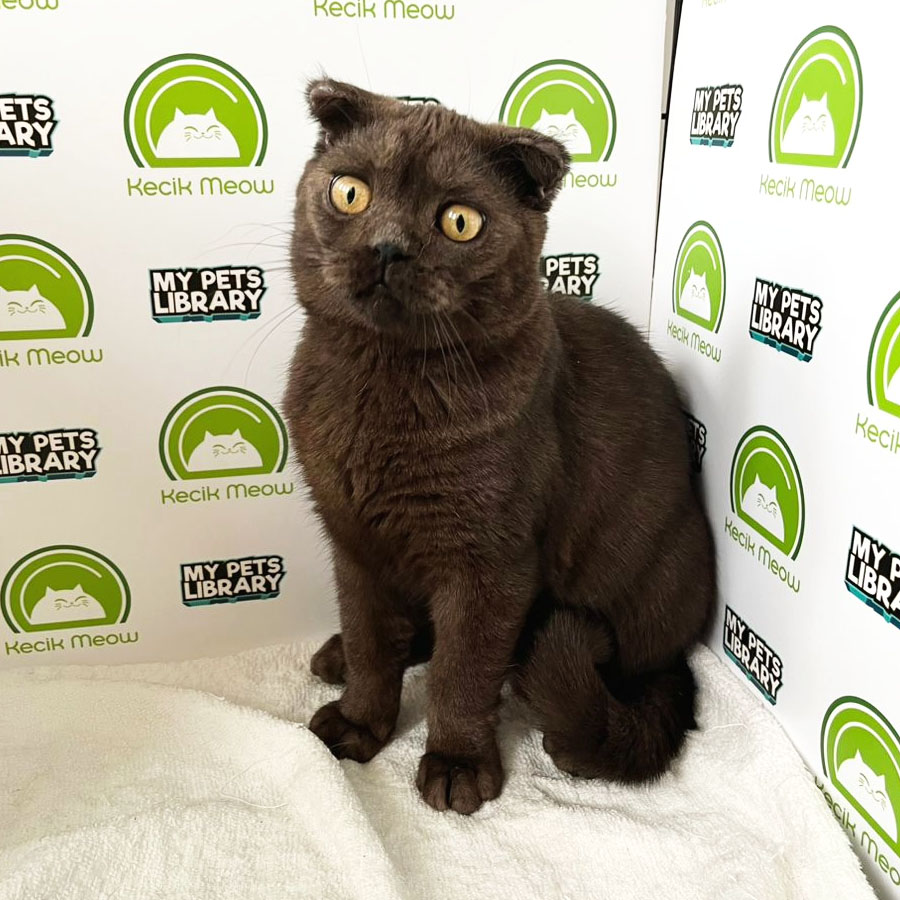 British Shorthair Kitten (Male) For Sale