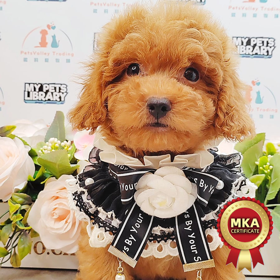 Toy Poodle Puppy (Male) For Sale