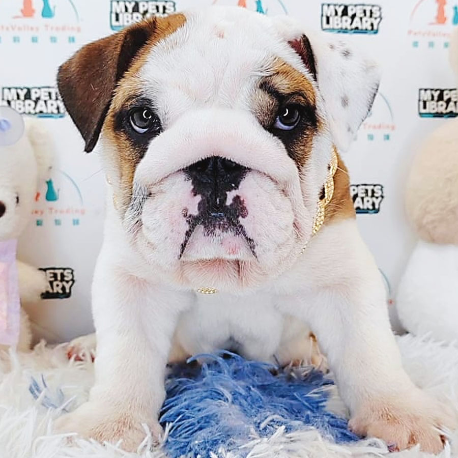 English Bulldog Puppy (Male) For Sale