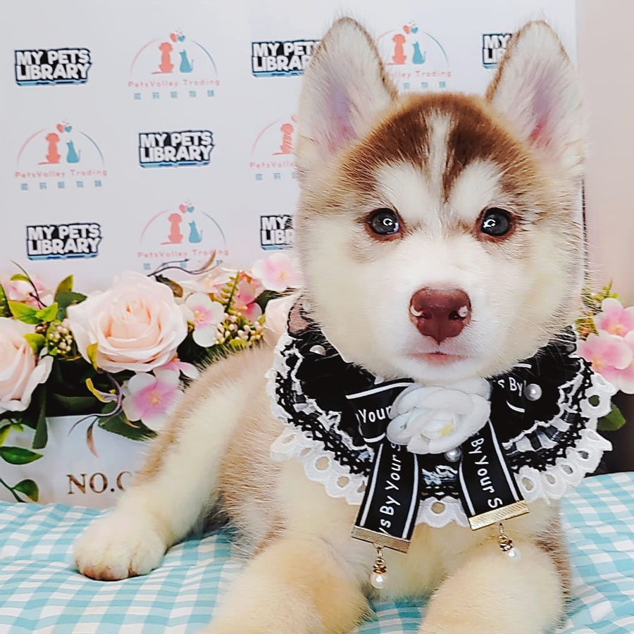 Wooly Husky Puppy (Female) For Sale