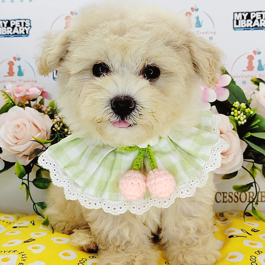 Maltipoo Puppy (Male) For Sale
