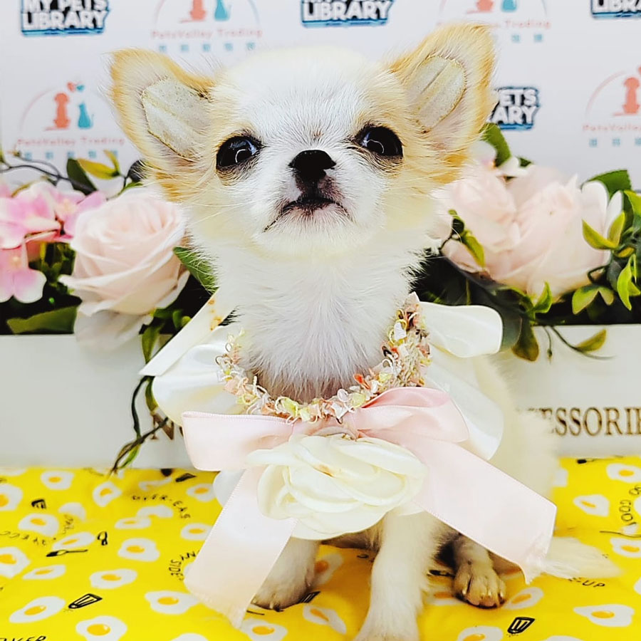 Chihuahua Puppy (Female) For Sale