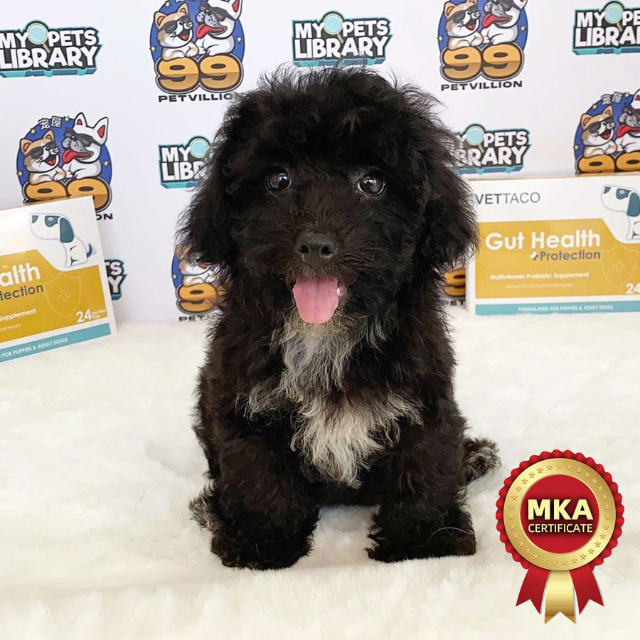 MKA Toy Poodle Puppy (Female) For Sale