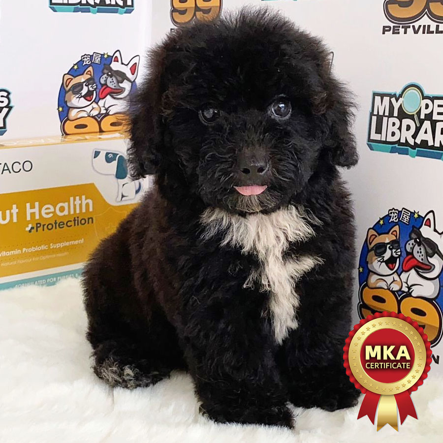 MKA Toy Poodle Puppy (Male) For Sale