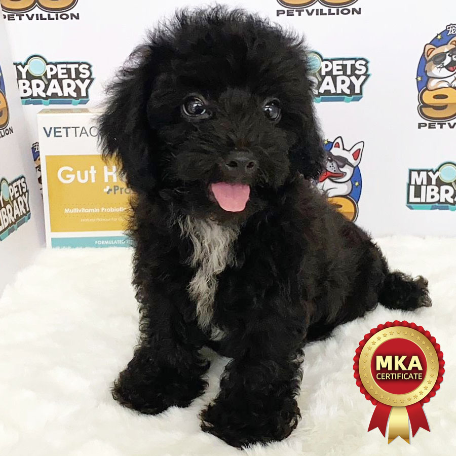 MKA Toy Poodle Puppy (Male) For Sale
