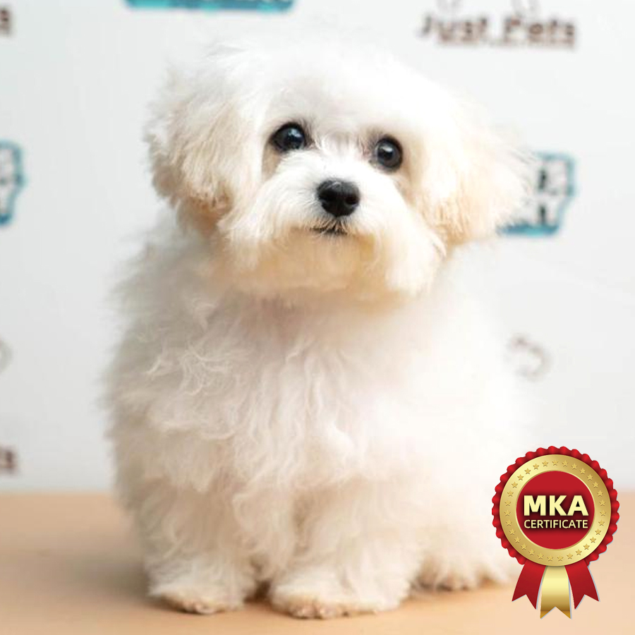 MKA MIni Bichon Frise Puppy (Female) For Sale