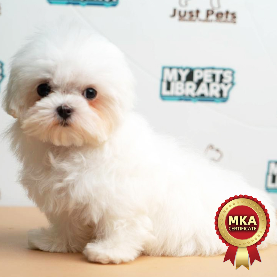 MKA Tiny Malese Puppy (Female) For Sale